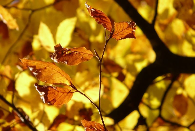 Haya, características, cuidados, usos medicinales, propiedades Árbol