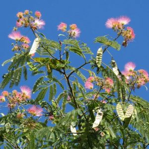 Albizia, acacia de constantinopla Características, hábitat Planta ...