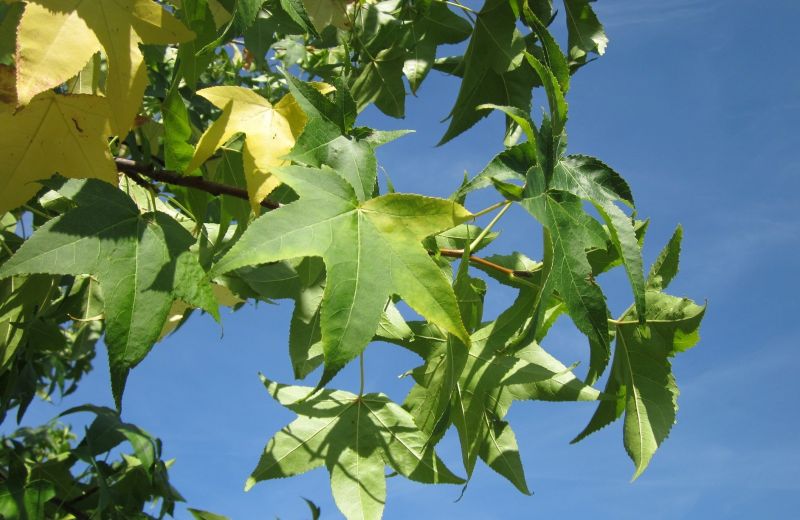 Liquidámbar, características, floración, cultivo, propiedades Árbol, planta