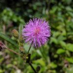 Mimosa, características, cultivo, cuidado, reproducción Planta, árbol, flor