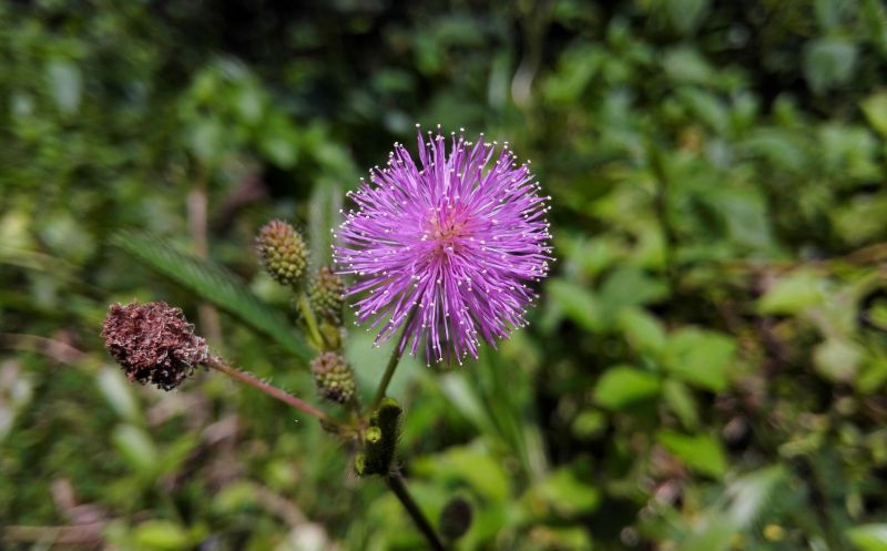 Mimosa, características, cultivo, cuidado, reproducción Planta, árbol, flor