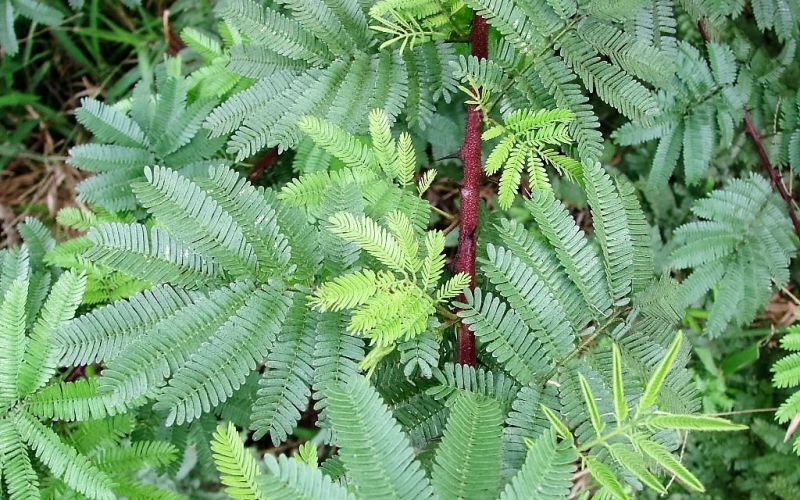 Mimosa tenuiflora