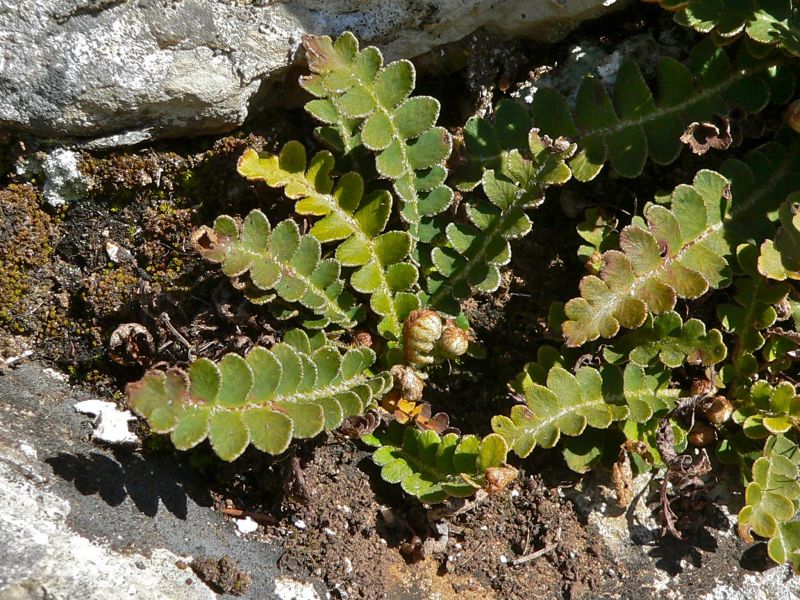 doradilla planta medicinal