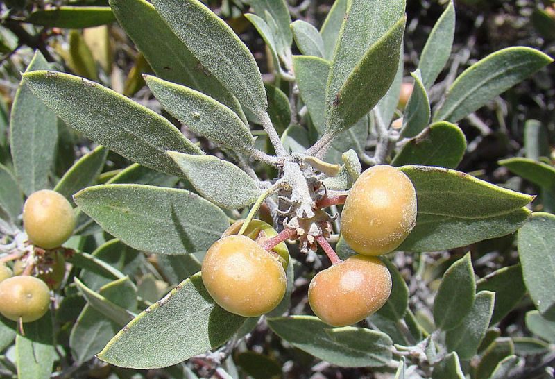 pinguica planta medicinal