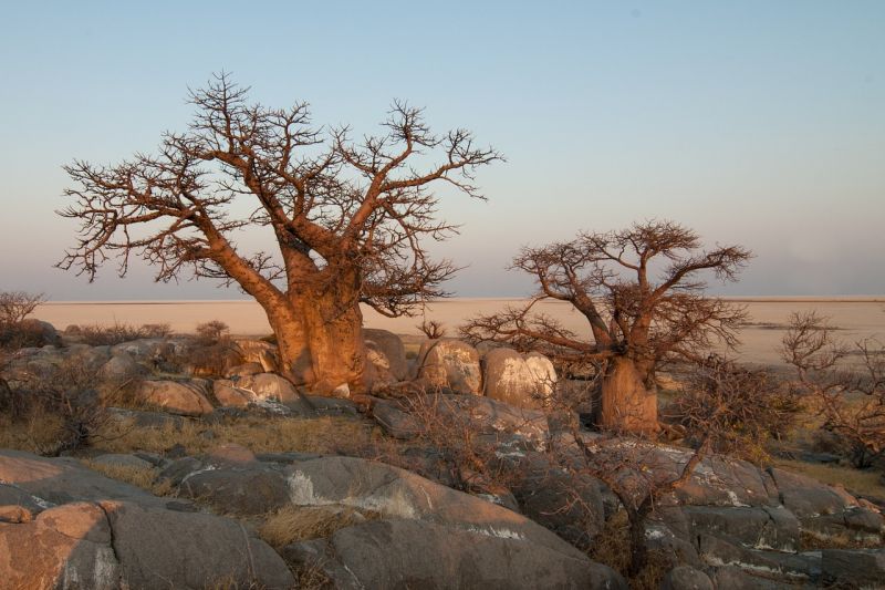 Baobab Características, especies, información Árbol