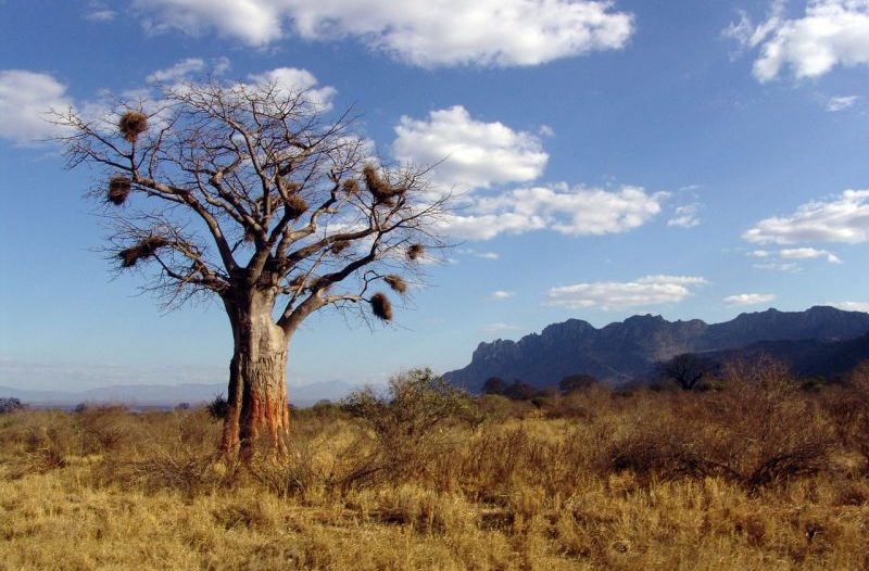 Baobab