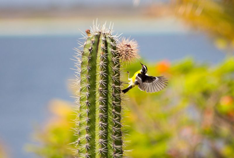 Cactus Características, tipos, cuidados, beneficios, propiedades Planta