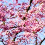 Cerezo
