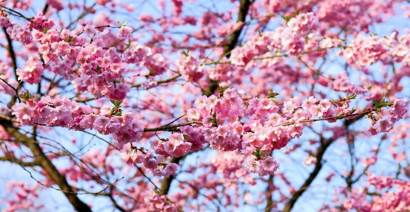 Cerezo | Características, usos, fruto, información, flor | Árbol ornamental