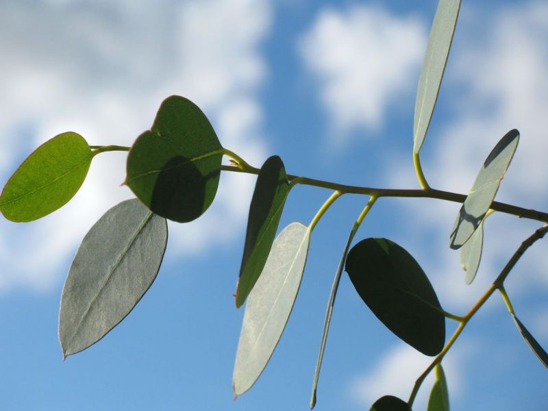 Eucalipto Caracteristicas Habitat Propiedades Arbol Planta