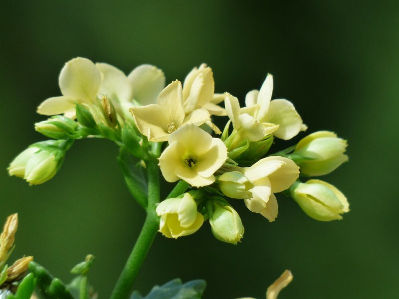 Kalanchoe Características, cuidados, propiedades, beneficios Planta