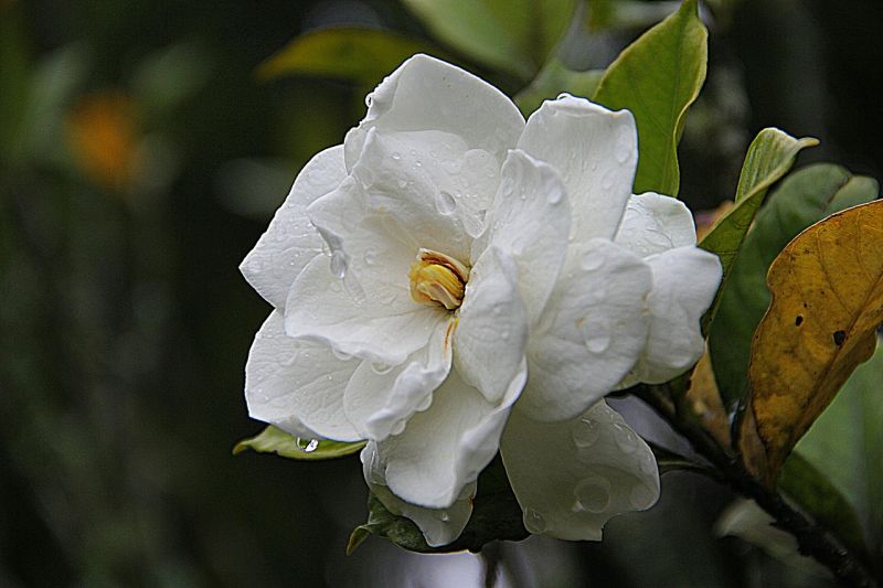 La gardenia