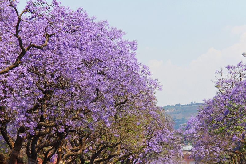 La jacaranda