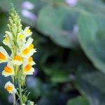 Linaria Características, beneficios, origen, usos, recetas Planta