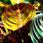 Maranta