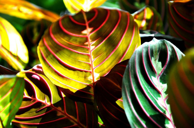 Maranta