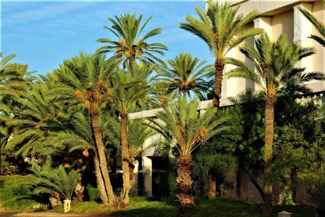 Palmera datilera | Características, cultivo, el dátil, información | Árbol