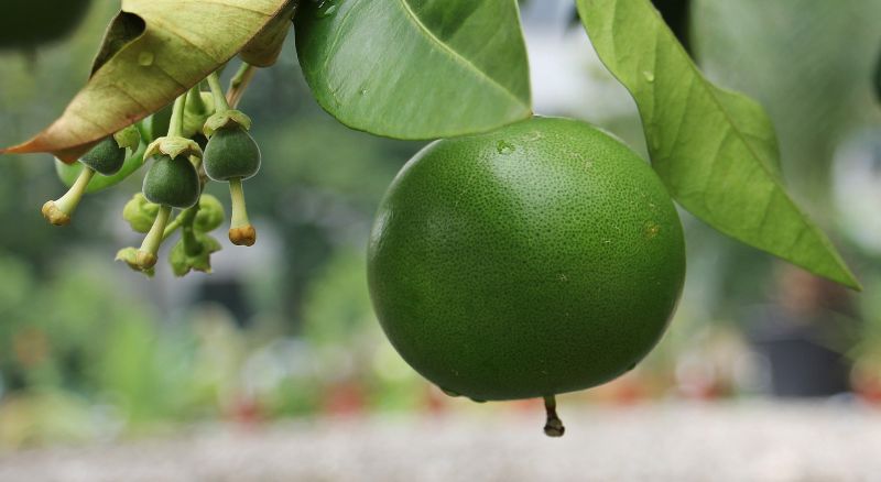 Pomelo Características, cultivo origen Árbol, fruta Pomelero