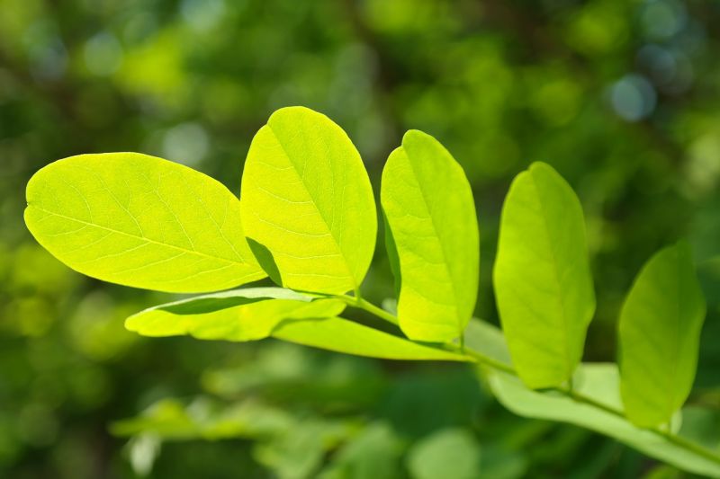 Robinia