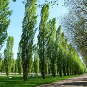 Árbol de pirul | Características, cuidados, cultivo, reproducción, usos