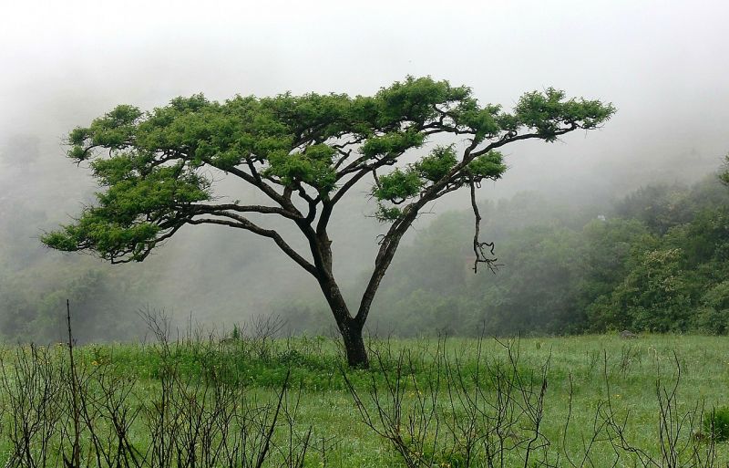 Acacia