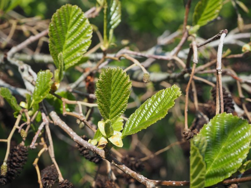 Aliso Características, raíces, propiedades medicinales Árbol, planta