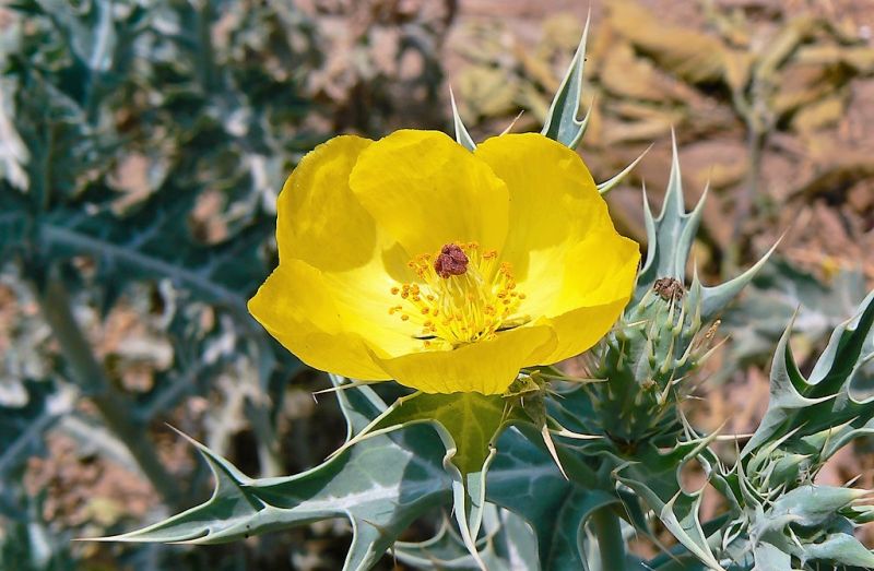 Cardo santo Características, cultivo, usos, propiedades Planta medicinal