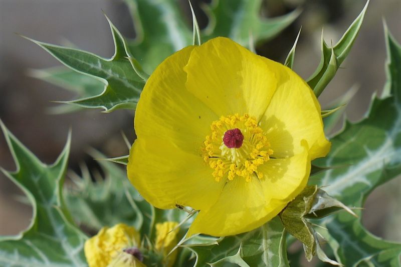 Cardo santo | Características, cultivo, usos, propiedades | Planta medicinal