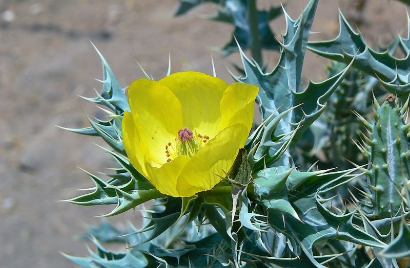 Cardo santo | Características, cultivo, usos, propiedades | Planta medicinal