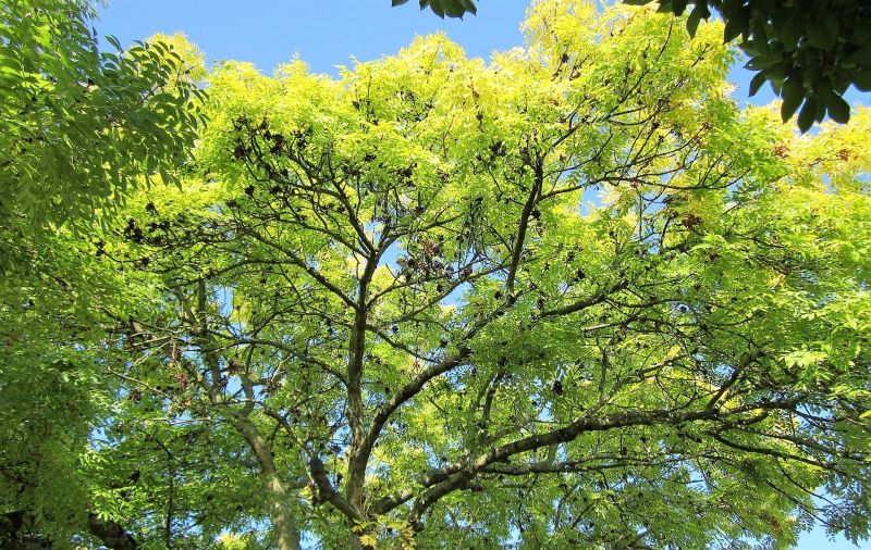 Fresno Características, cultivo, cuidados, propiedades medicinales Árbol