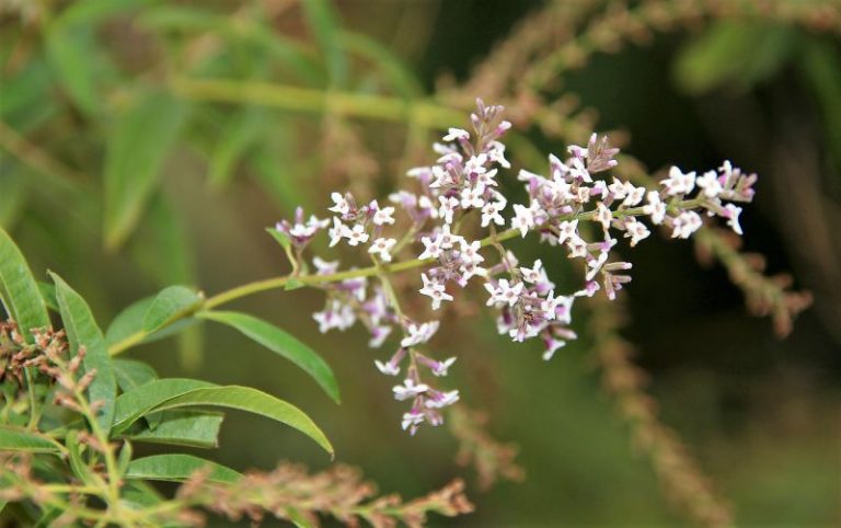 Hierba luisa | Cultivo, usos, beneficios y propiedades medicinales | Planta