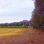 Jacarandá