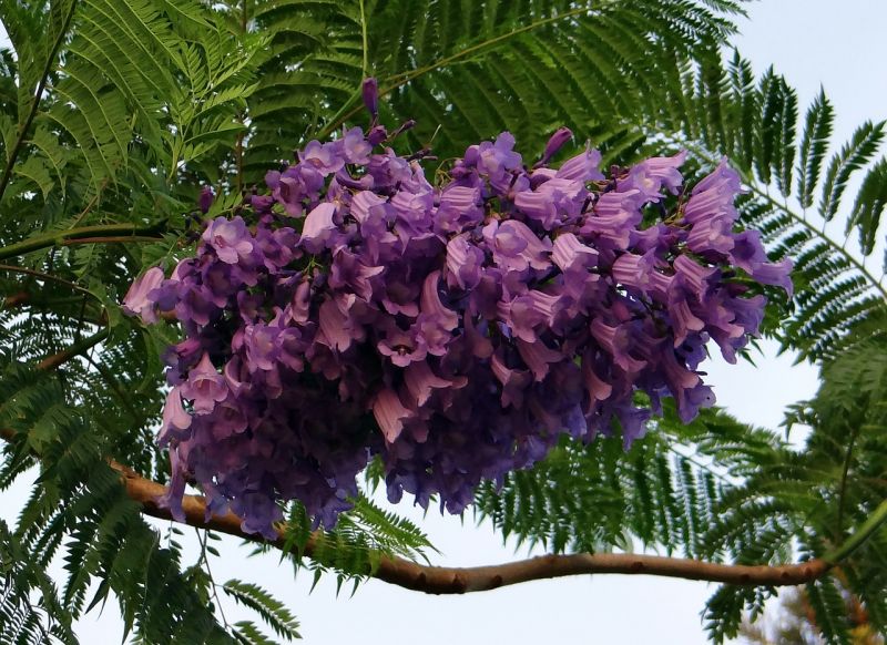 Jacarandá Cultivo, usos, aplicaciones, dónde vive, planta primaveral