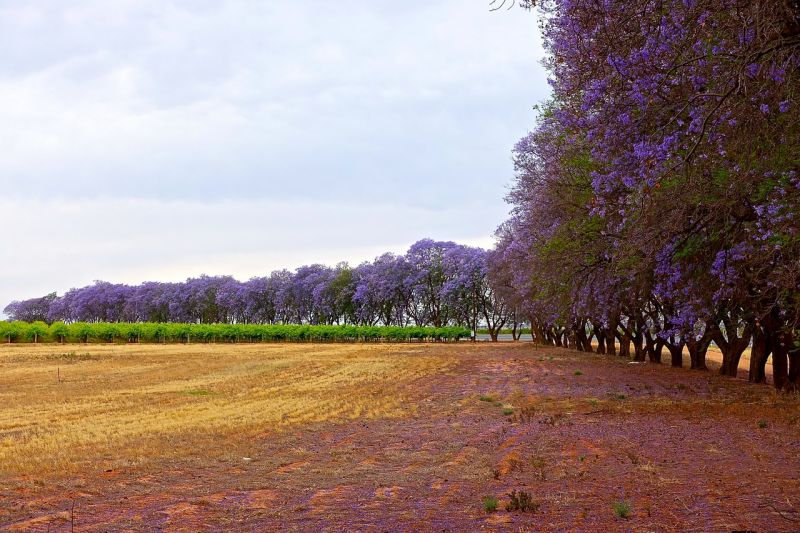 Jacarandá