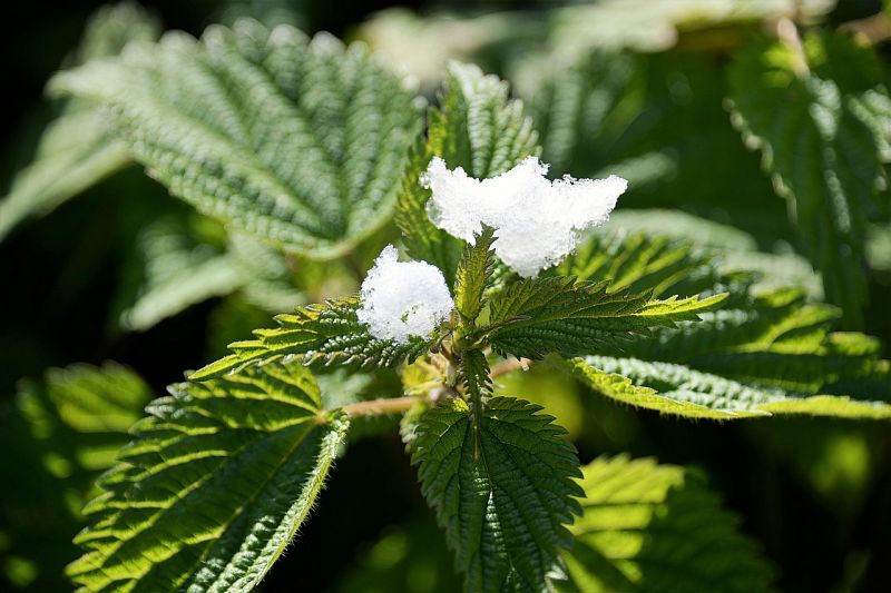 Ortiga Caracteristicas Tipos Propiedades Medicinales