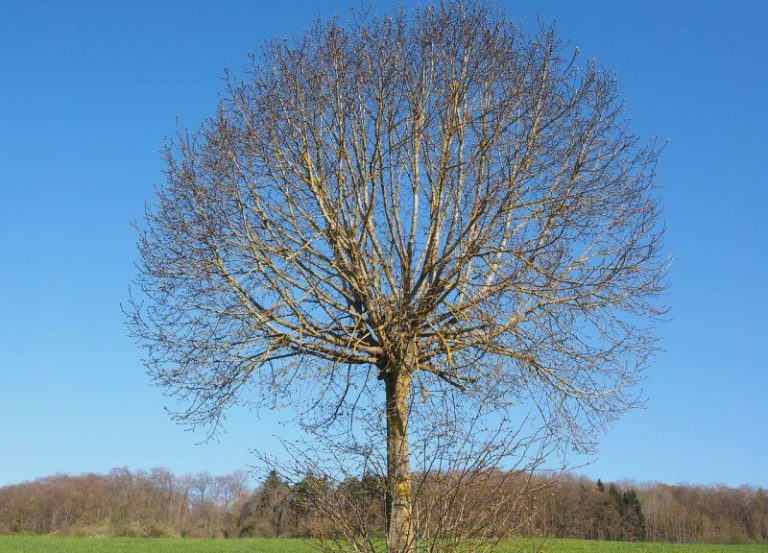 Olmo Características, hábitat, usos y aplicaciones Árbol, hojas