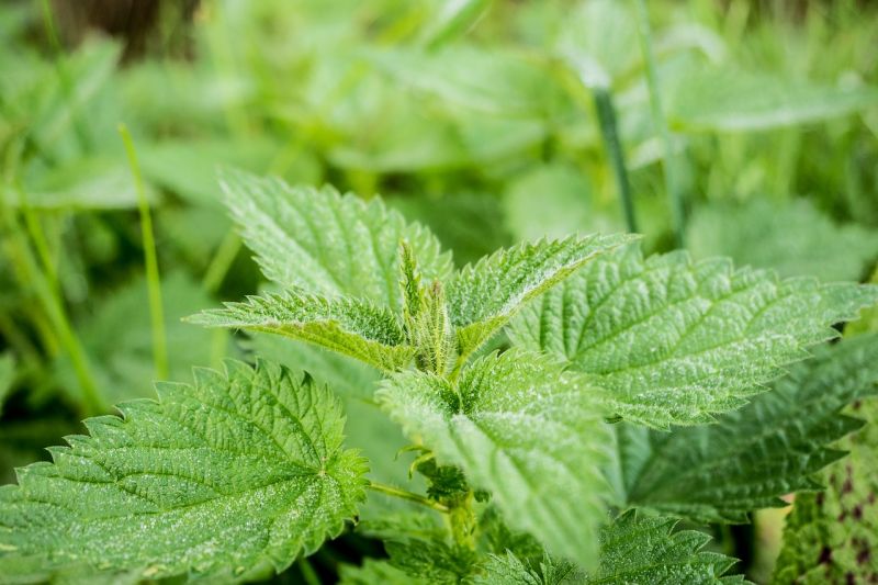 Ortiga Características, tipos, propiedades medicinales, beneficios Planta