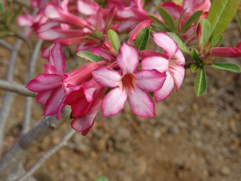 Rosa del desierto Características, origen, cuidados Planta, flor, arbusto