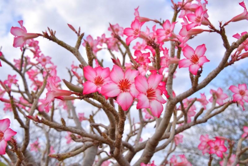 Rosa Del Desierto Caracteristicas Origen Cuidados Planta