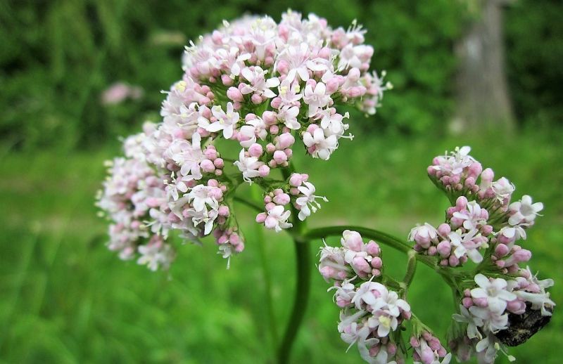 Valeriana Cultivo, propiedades medicinales, beneficios Planta