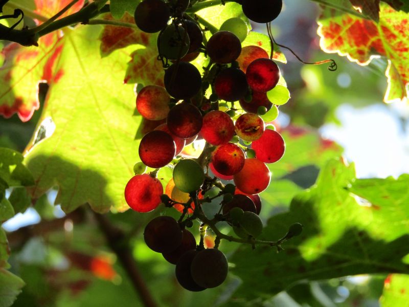 Vid roja Características, cultivo, economía, uva Planta