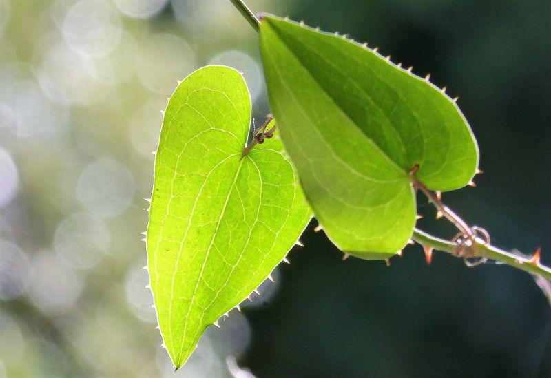 Zarzaparrilla Características, usos y propiedades medicinales Planta