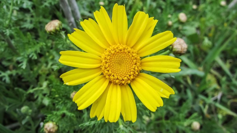 Árnica Características, propiedades, aplicaciones, aceite, crema Planta