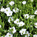 Arenaria
