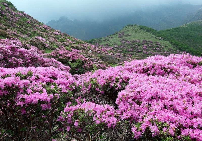 Azalea Características, toxicidad, cultivo, cuidados Planta, flor, arbusto