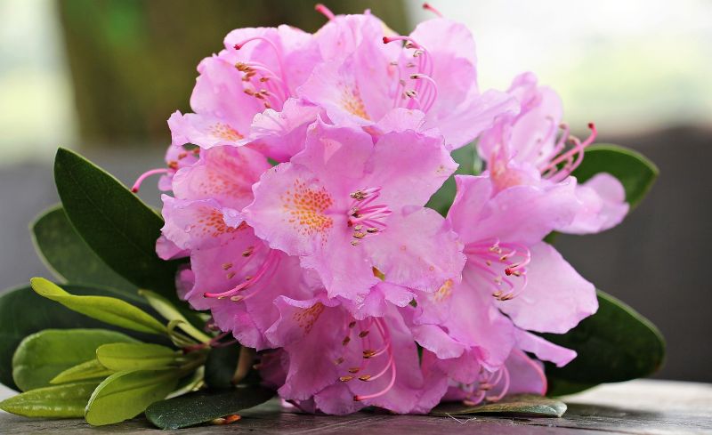 Azalea | Características, toxicidad, cultivo, cuidados | Planta, flor,  arbusto