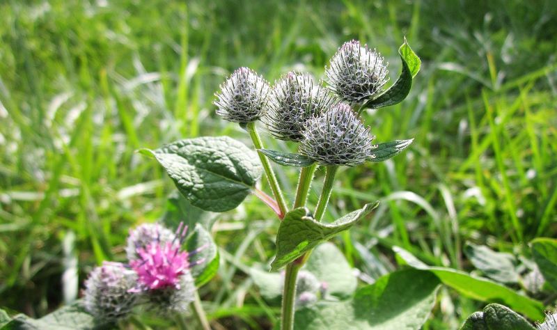 Bardana Características, cultivo, origen, beneficios Planta medicinal