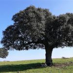 Encina Características, hábitat, fruto, usos, reproducción, madera Árbol