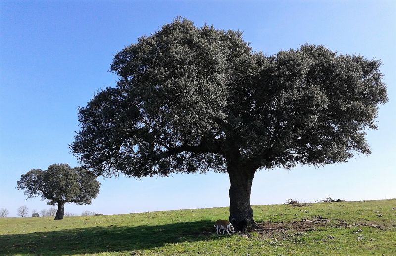 Encina Características, hábitat, fruto, usos, reproducción, madera Árbol