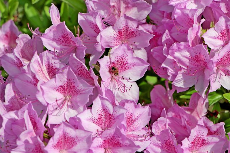 Azalea | Características, toxicidad, cultivo, cuidados | Planta, flor,  arbusto